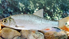 Egy nagyon szép hal lett az év hala Magyarországon