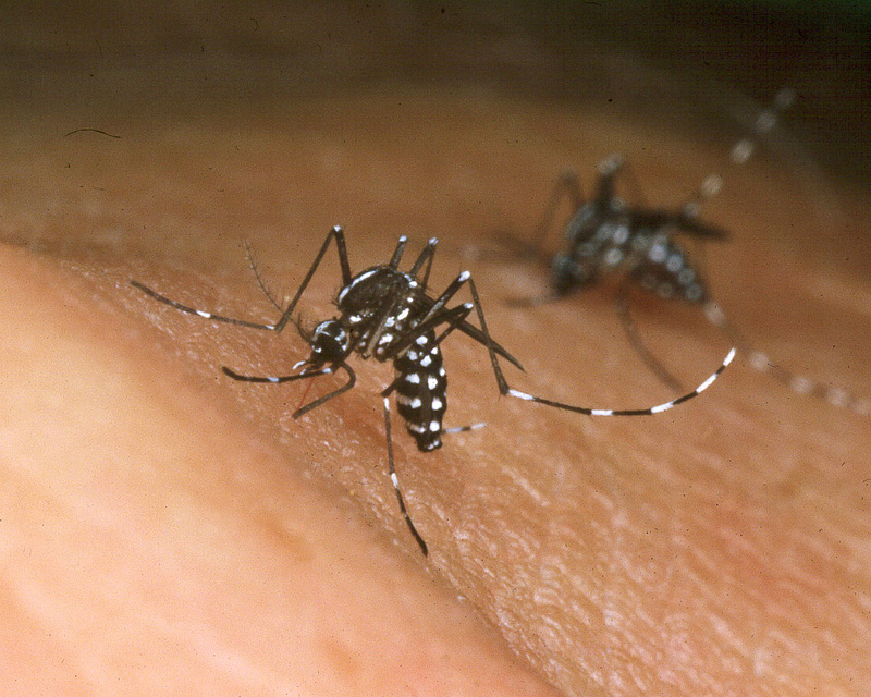 Bajban a szúnyogok - újabb csapást mérnek rájuk