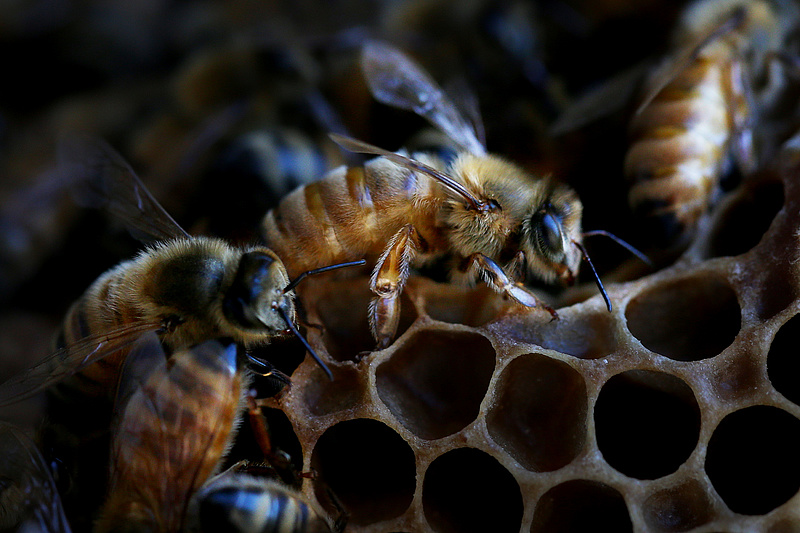 Méhkaptárokat telepítenek a napelemparkokba