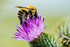 Tízmilliárdos pályázat nyílik a méhek jólétéért