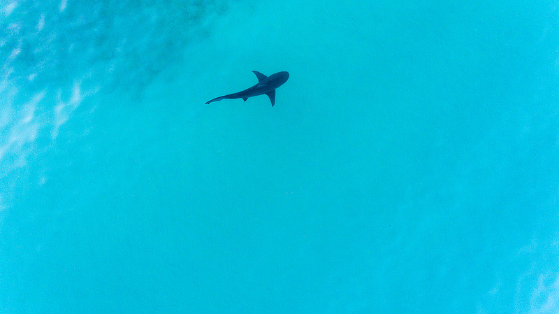 A drónoknak köszönhetően derült ki, hogy nem olyan veszélyesek a cápák, mint sokan hiszik