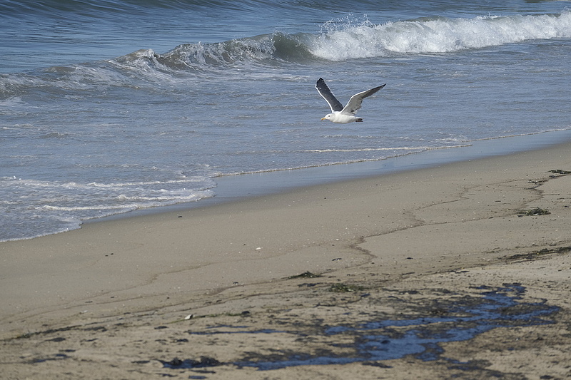 Hatalmas olajszőnyeg borítja a dél-kaliforniai partvidéket
