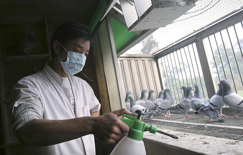 Egy métellyel kevesebb - nincs több madárinfluenza