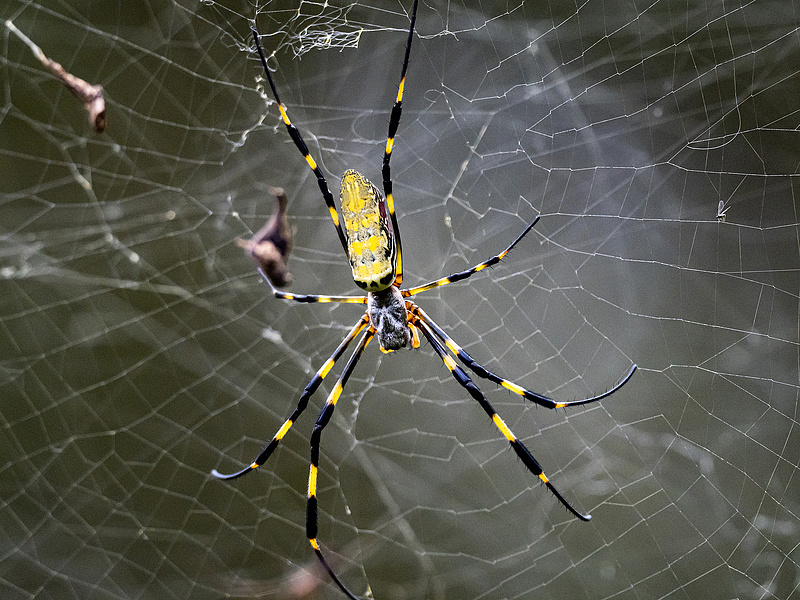 Többmillió pók okoz riadalmat Amerikában