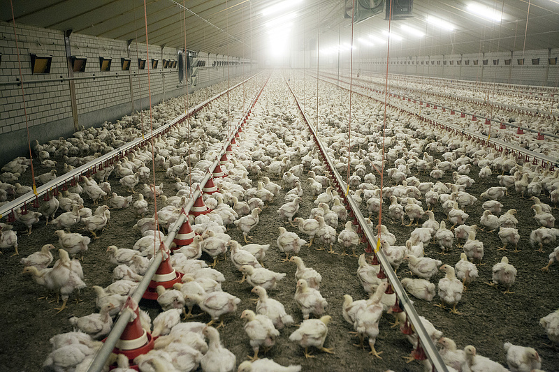 Veszélyben a csirkeágazat, segítségre várnak a baromfitartók