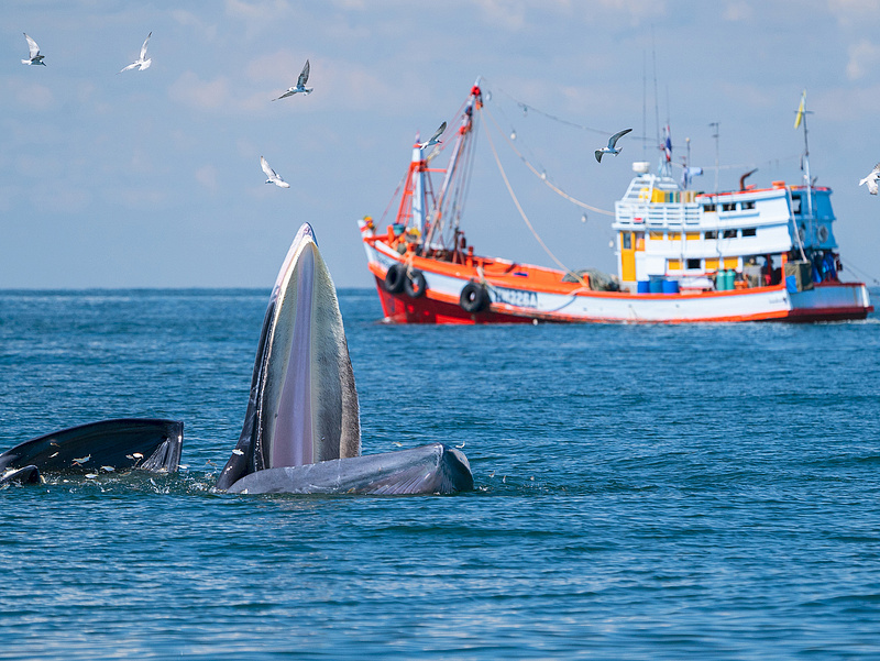 Izland felhagy a bálnavadászattal
