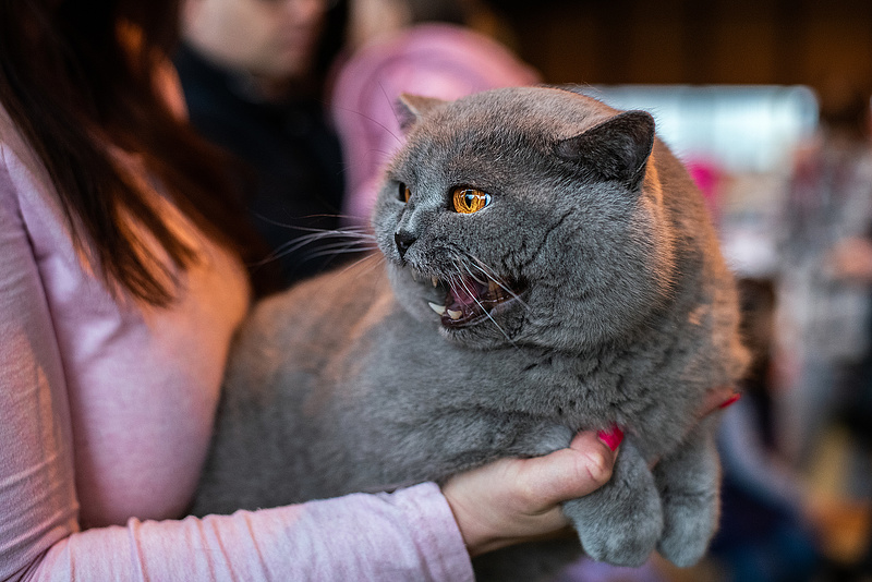 Kitiltották az orosz macskatenyésztőket a nemzetközi kiállításokról