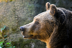 Turisták, figyelem! Most Magyarországtól északra történt súlyos medvetámadás