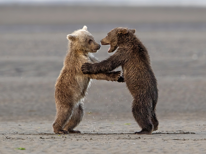 Meg kell tanulni együttélni a medvékkel