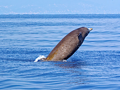 15 kliónyi műanyag volt egy partra vetődött bálna gyomrában Rodoszon