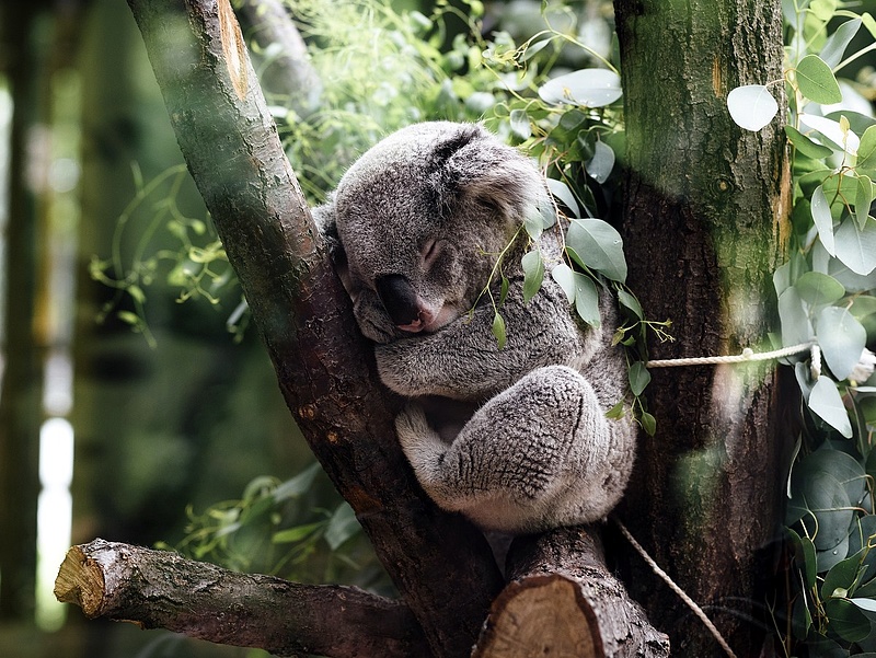 Kétezer hektár földet vettek a koaláknak