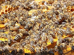 Tízmilliárd forint támogatást osztanak ki méhészetek fejlesztésére