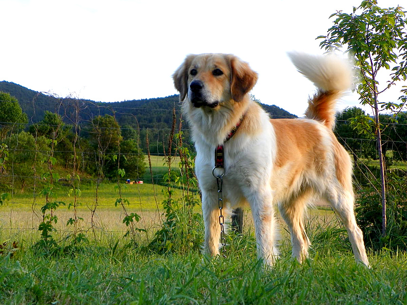 Lehet irigykedni: saját nagymama kutyájuk van a cseheknek