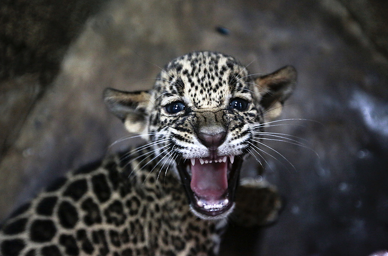 Kihalt, majd feltámadt Argentínában a jaguár