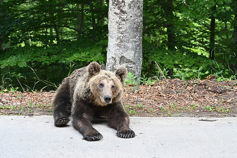Egyre közelebb érnek Budapesthez a medvék