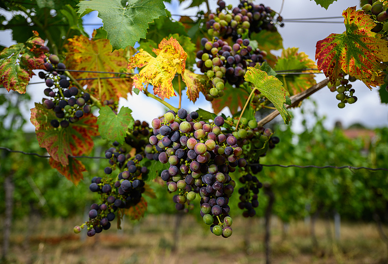 Elcukrosíthatja a klímaváltozás a száraz borokat