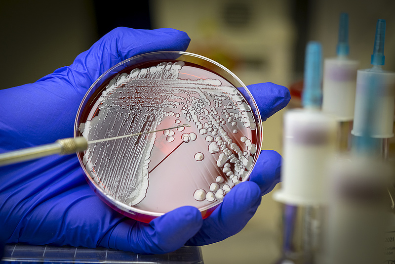A modern egészségügy legkezelhetetlenebb baktériuma elleni gyógyszert találtak