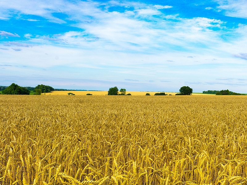 Tönkreteszi az ukrán gabonaimport az európai országok piacait, tiltakoznak a keleti országok