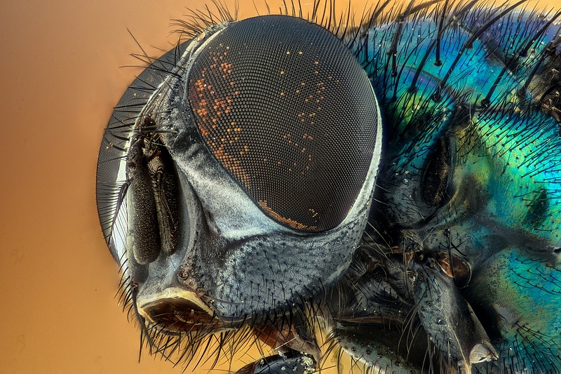 Katar: Az iszlám hívei nem ropogtathatnak bogarakat