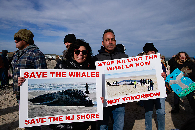 A szélerőműveket okolják a bálnák haláláért
