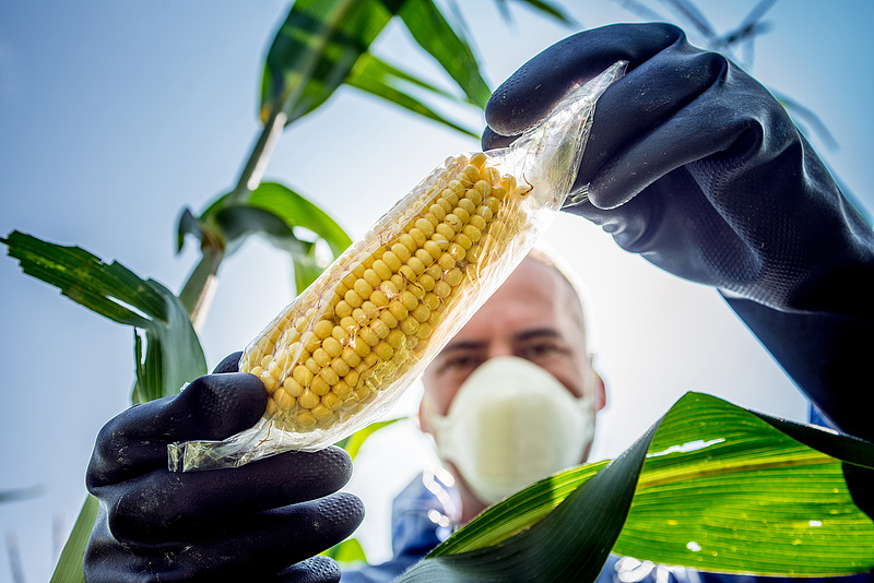 Magasabb fokozatra kapcsolt a GMO körüli vita: örökre megváltozhat a mezőgazdaság