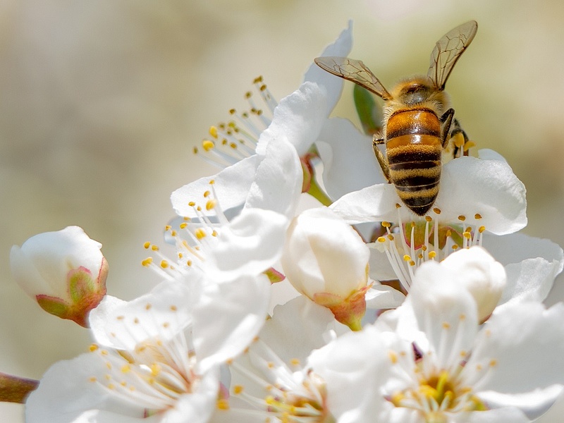 Már a méhecskék is tinderezhetnek Bécsben: lényeg, hogy rovar és növény egymásra találjon