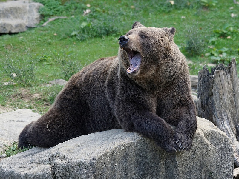 Medvét észleltek a Sajó mentén, a napokban bárhol megjelenhet