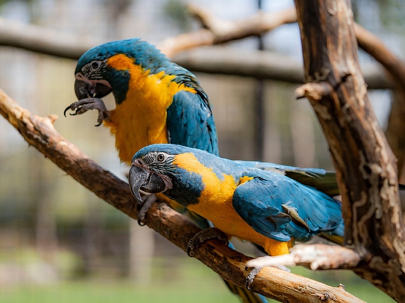 Súlyosan veszélyeztetett, trópusi állatokat ment a debreceni állatkert