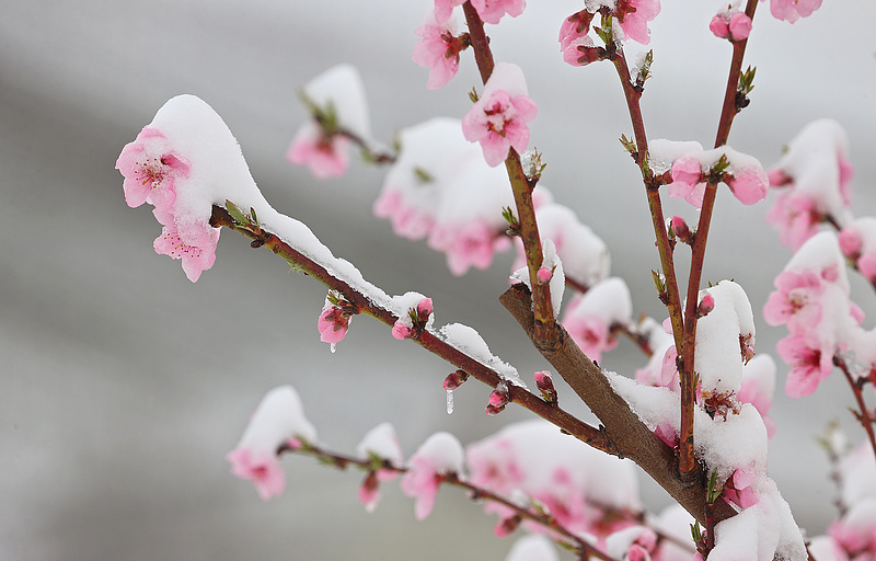 A legrosszabbkor jött az áprilisi tél: a gyümölcsösökben esély sem volt a védekezésre