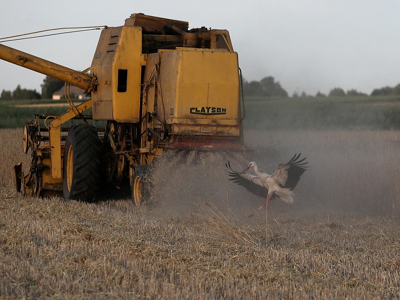 A cseh államfő szerint az ukrán gabona sérti a hazai termelők érdekeit