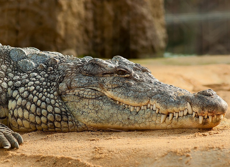 Emberi maradványokat szedtek elő egy krokodil gyomrából, veszélyes helyen horgászott a férfi