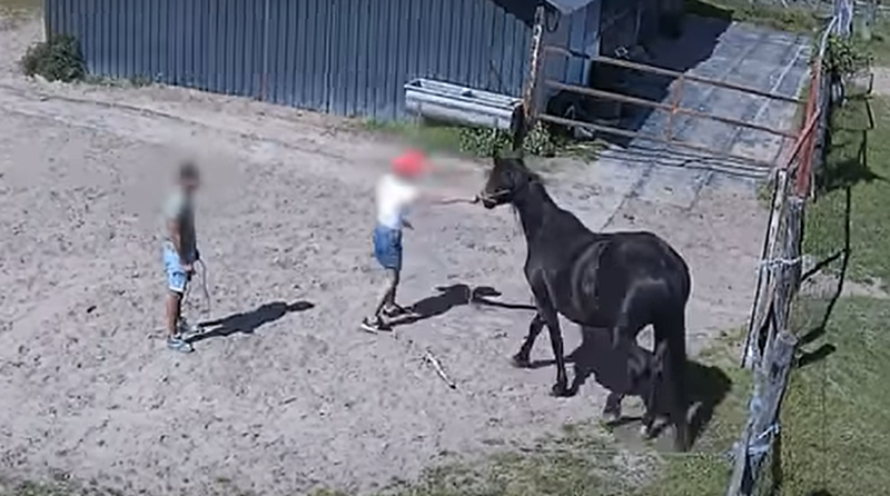 Videón, ahogy a nógrádi cowboyok többször is megkísérelnek elkötni egy kancát