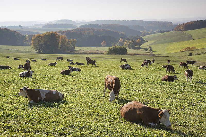 Valóra vált a gazdák rémálma: újabb állatjóléti ajánlásokat tett az uniós hatóság