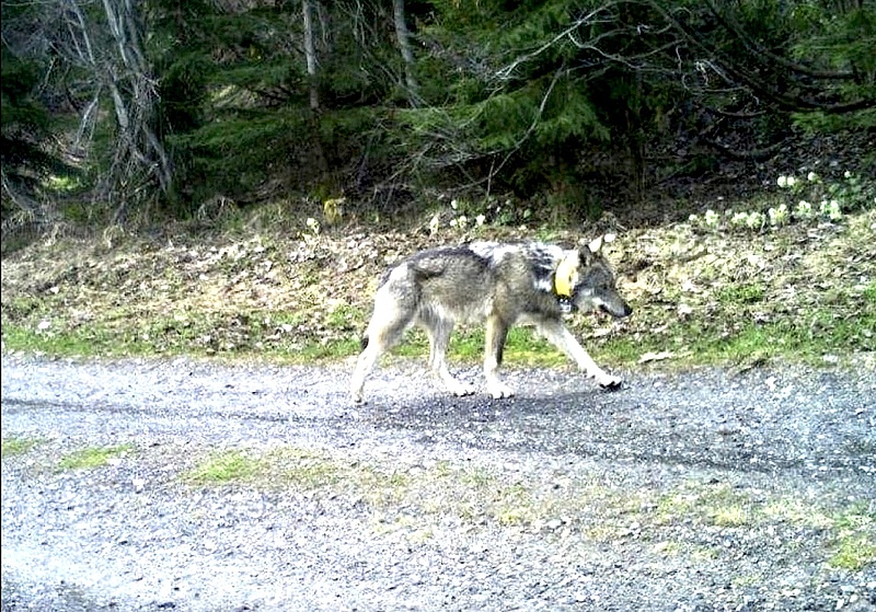 Egy hónapig titkolták ezt az információt a kilőtt svájci farkasról