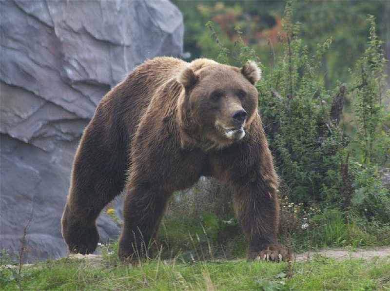 Medve kószál Nógrádban, már megint