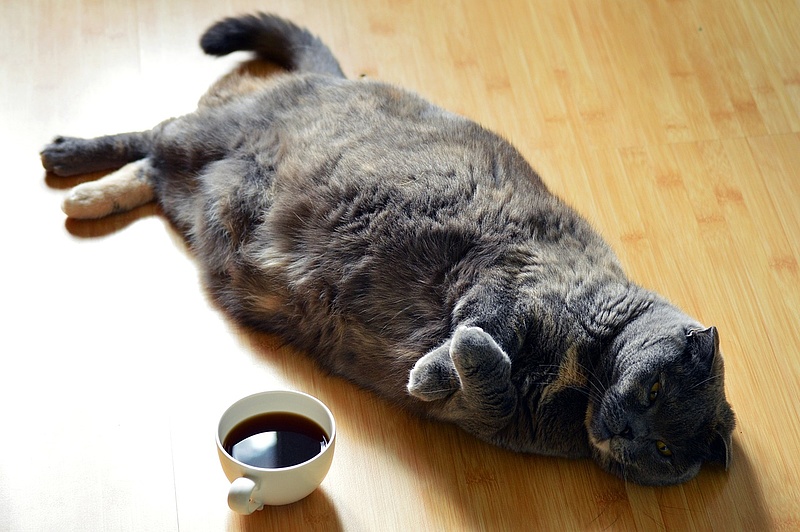 Megnyílt az első vegán macskás kávézó, máris rengetegen támadják