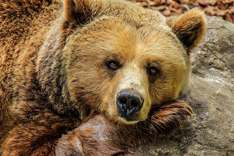 Ezer medvét lőnének ki a vadászok Romániában