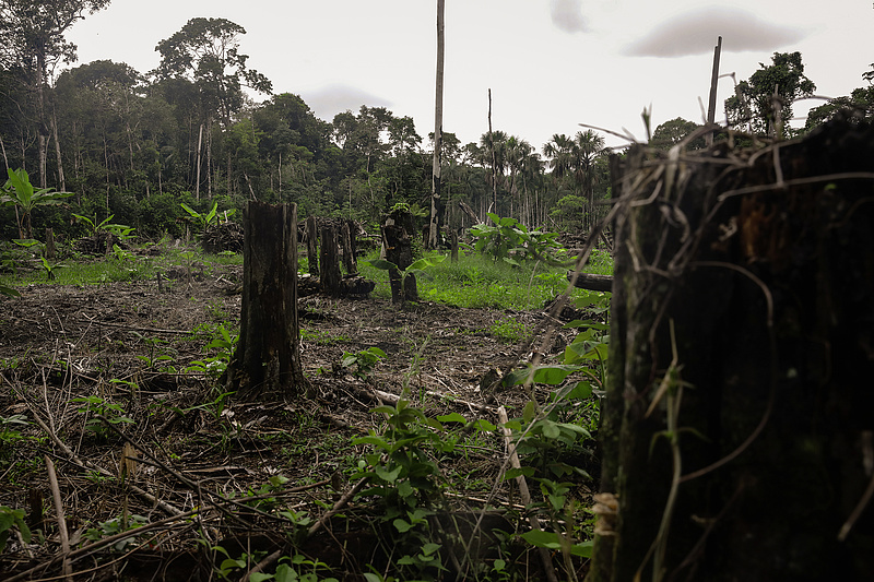 A legfontosabb emberét veti be a brazil elnök, hogy véget vessen az erdőirtásnak
