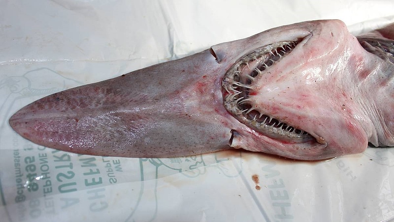 Félelmetes szörnycápát halásztak ki a tenger mélyéről