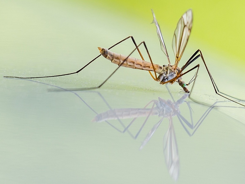 Drámaian megnőtt a szúnyogok terjesztette betegségek száma Európában