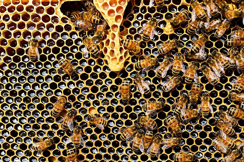 Mézesmadzagot kapnak a méhészek