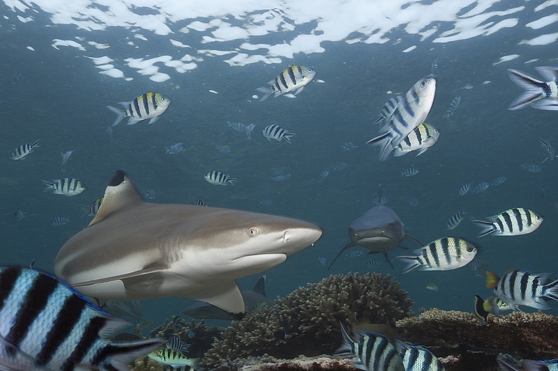 Veszélyes a tenger: van egy szín, amire különösen harapnak a cápák