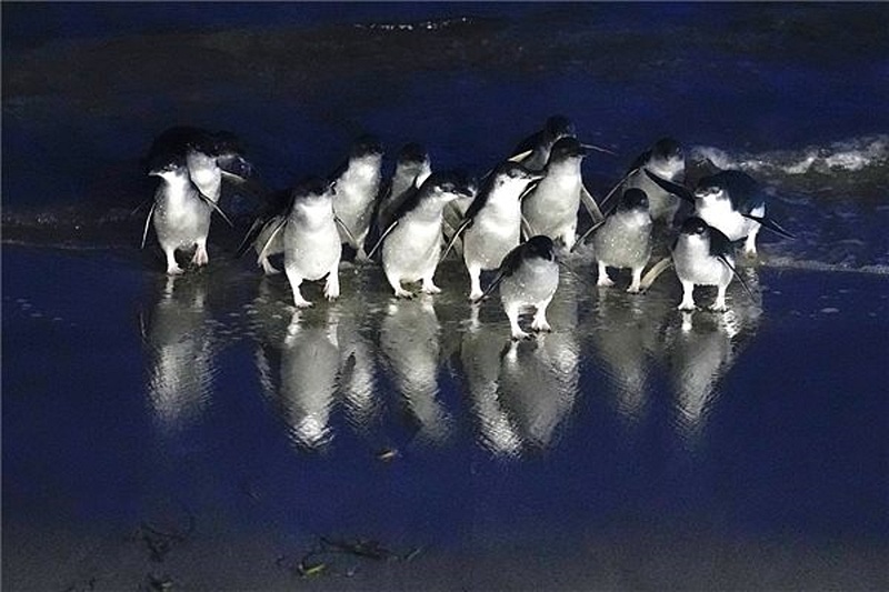 Kétezer pingvin pusztult el Ururguay partjainál