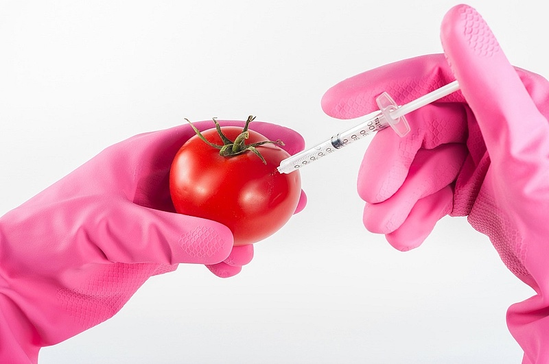 Fellángol a GMO-vita, ki kell mondani Magyarország mentességét