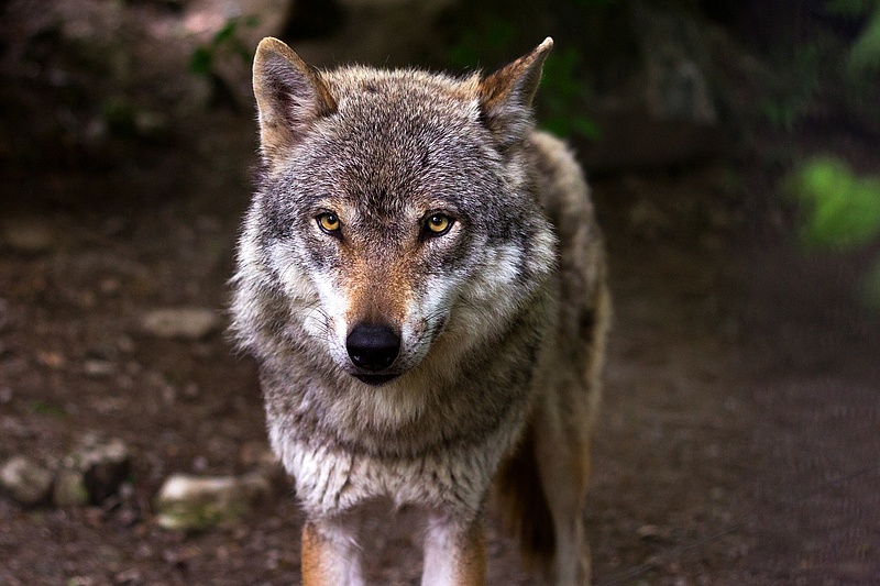 A kilőtt svájci farkas ügyében a TEK segítségével fogták el az egyik vadászt