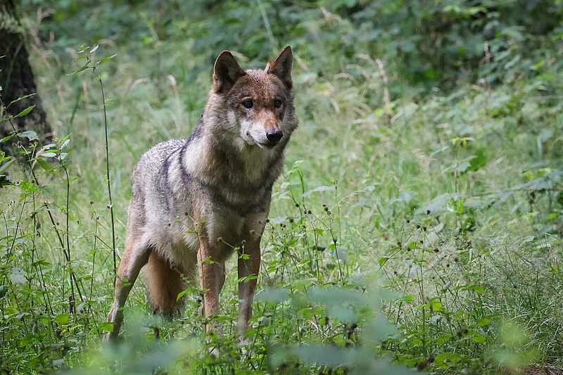 Letartóztatták azt a két vadászt, akik a lelőtt svájci farkas haláláért felelhetnek