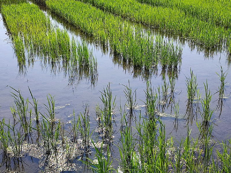 Két új rizsfajtát is összehoztak a szarvasi kísérleti telepen