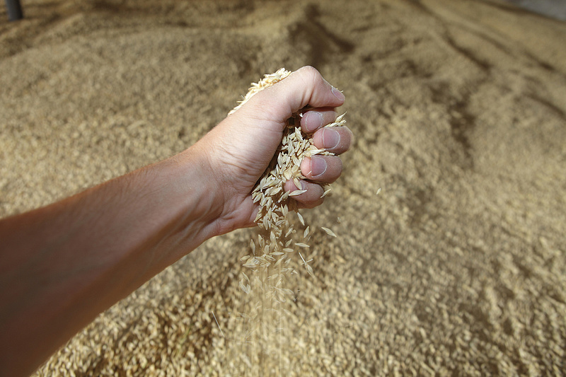 Nem hosszabbítja meg Brüsszel az ukrán gabona behozatali tilalmát