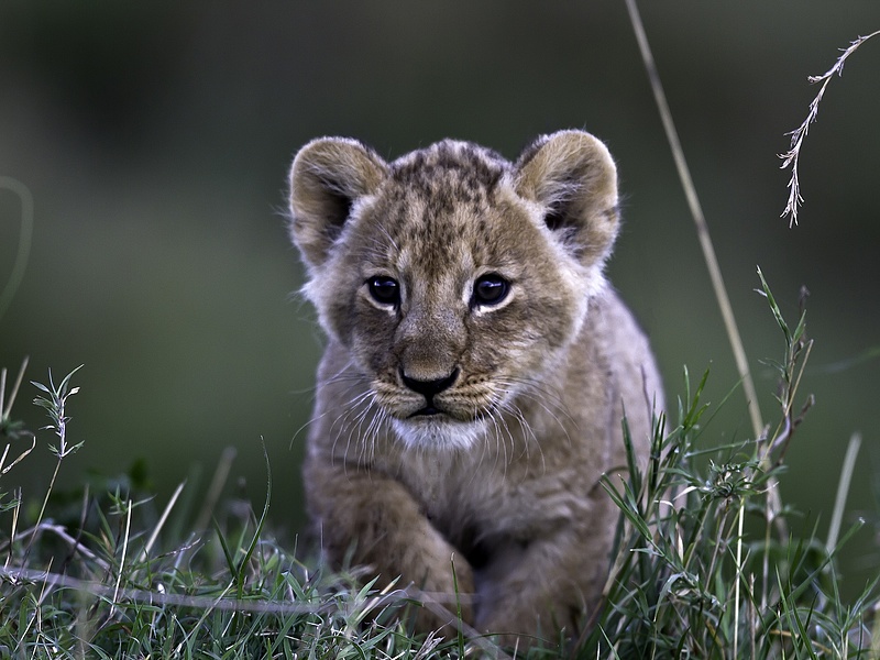 Találtak egy oroszlánkölyköt Szabadka közelében – videó