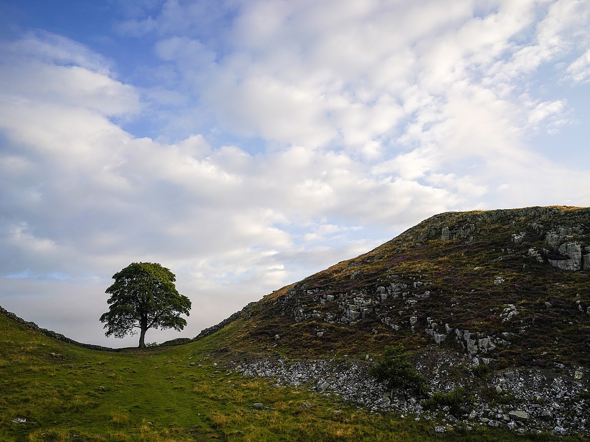 Sycamore Gap: A 16-year-old boy cut down Britain’s most famous tree